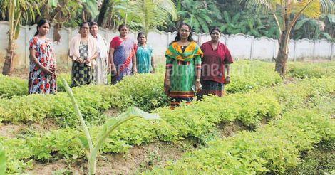 vegetable-farming-by-housewives1