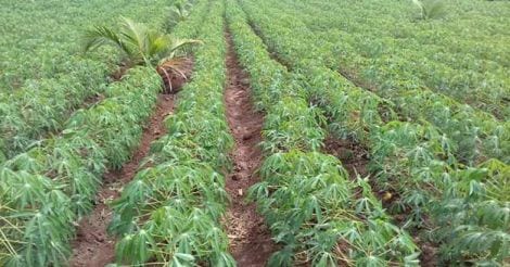 cassava-tapioca-farm