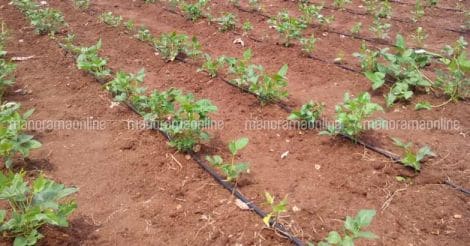 drip-irrigation-in-bean-cultivation