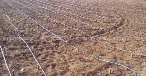 drip-irrigation-in-cassava-tapioca-farm