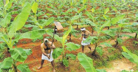 farming-by-congress-party-workers