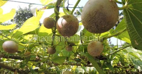 mankulam-organic-adathappu-air-potato