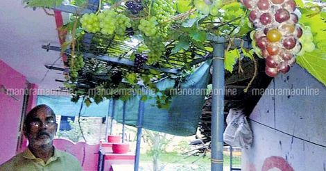 grape-cultivation-by-mohanan