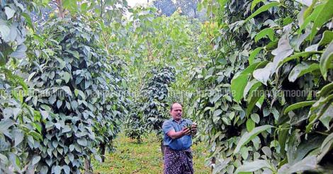 pepper-farmer-abraham