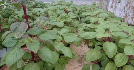 spinach-cultivation