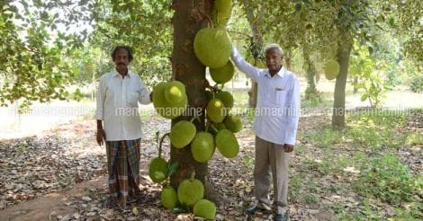 karunakaran-haridos-jackfruit-farm