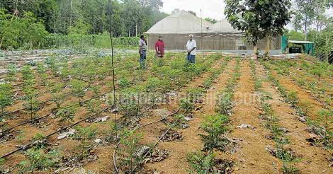curry-leaf-farming-pampady-kottayam