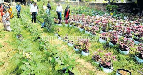 organic-farming-by-govt-ttc-kozhikode