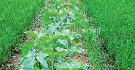 vegetable-cultivation-at-paddy-field-ridge-pattambi