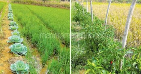vegetable-cultivation-at-paddy-field-ridge