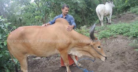 manoj-with-cattle