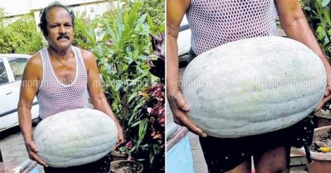ash-gourd-25-kilo
