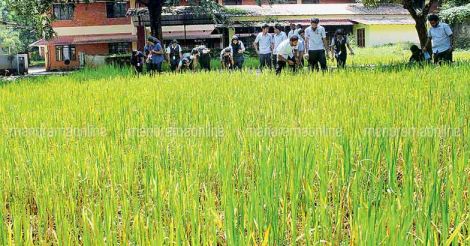 paddy-farming-kalady