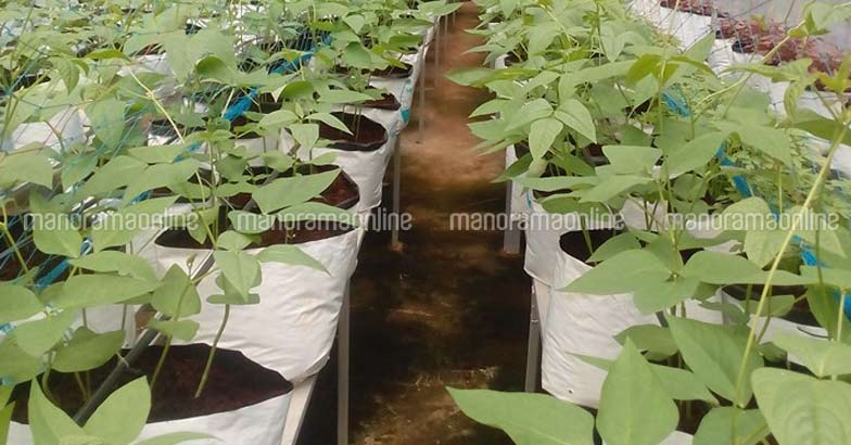 bean-farming-terrace bean-farming-terrace