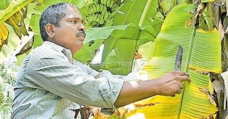 banana-plantain-farmer-sajeevan-kavunkara