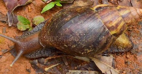 African Snail