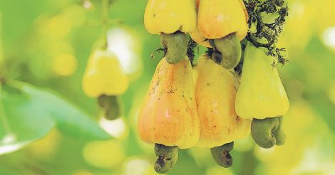 cashew-fruits