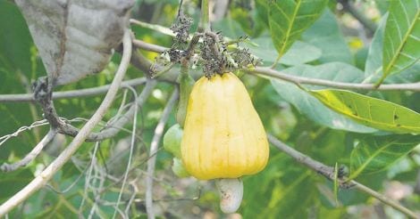cashew-fruit-raghav