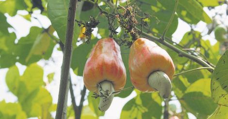 cashew-fruits-damodar