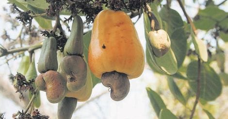 cashew-fruits-poornima