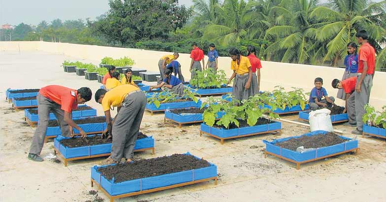 terrace-farming-planting-board terrace-farming-planting-board