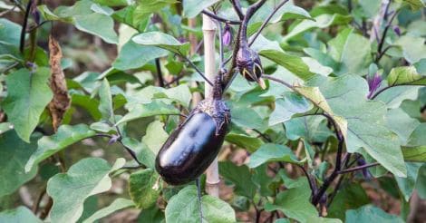 brinjal-eggplant-vegetable