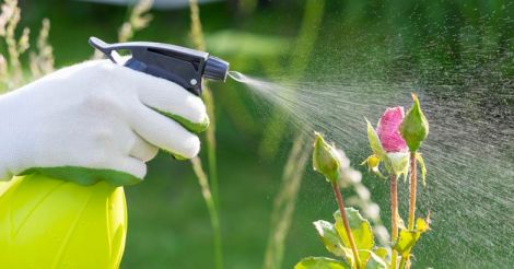 insecticide-pesticide-spray