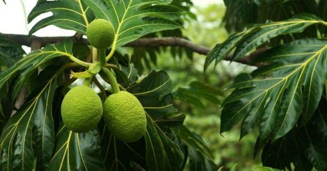 breadfruit-kadaplavu-seemaplav