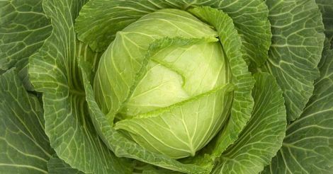 cabbage-vegetable