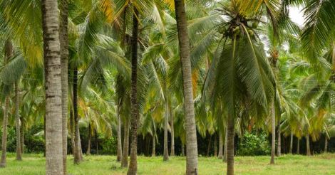 coconut-plantation