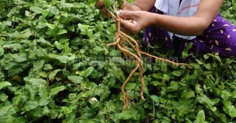 medicinal-herbal-plant-koduveli-root