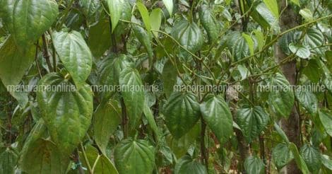 betel-plant