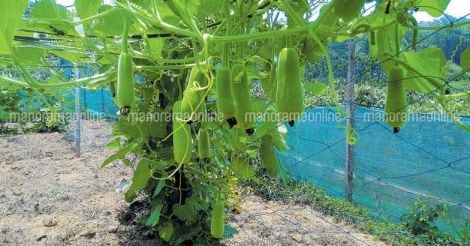 bottle-gourd-churakka-vegetable