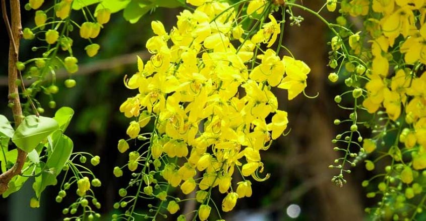 konnappoo-golden-shower-konna-flower-vishu
