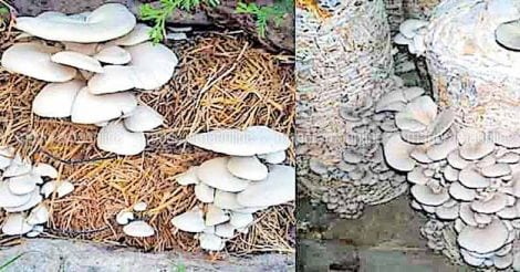 mushroom-cultivation-koon-krishi