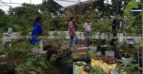 rain-shelters-for-vegetable-cultivation