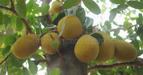 Jack Fruit