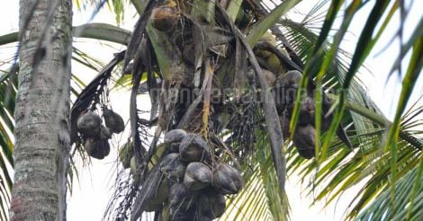 coconut-mandari-eriophyid-mite