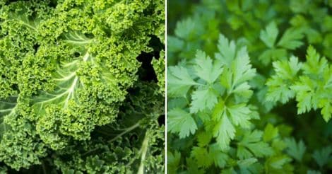 kale-parsley-leaf-vegetables