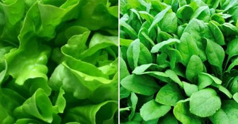 lettuce-tree-palak-leaf-vegetables