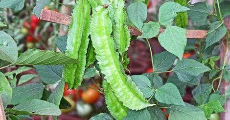 winged-bean-chathura-payar-vegetable