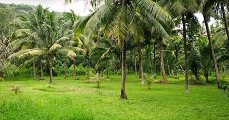 coconut-plantation