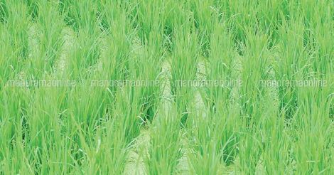 paddy-field