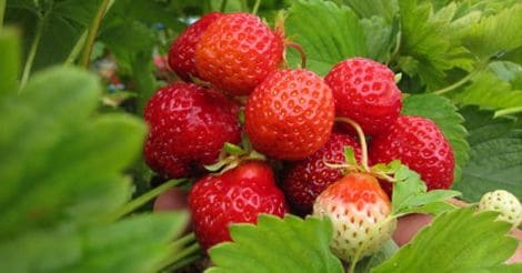strawberry-fruit
