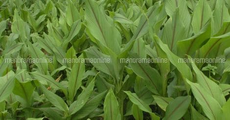 arrowroot-plant