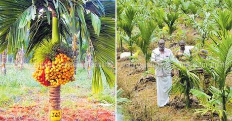 inter-mangala-arecanut