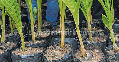 coconut-seedlings