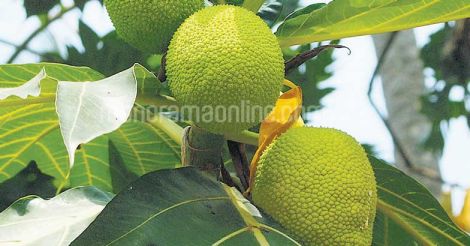 breadfruit-tree-kadachakka