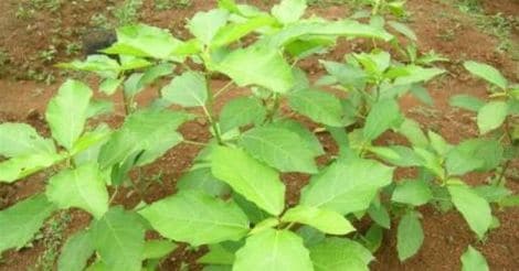 nagadanthi-medicinal-herbal-plant