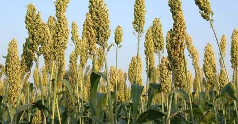 sorghum-plant-millet